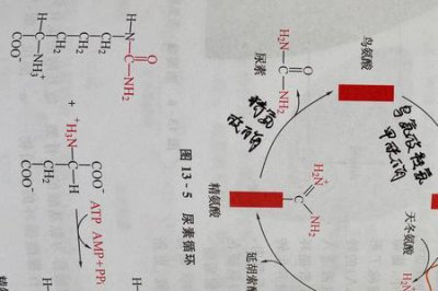 ​生物化学五种循环是什么