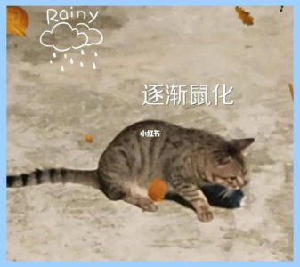 ​猫鼠和鼠猫有什么不同