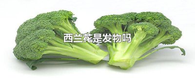 ​西兰花是发物吗?肺不好的人不能吃? 西兰花是发物吗