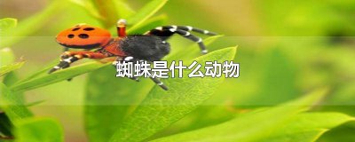 ​蜘蛛是什么动物图片 蜘蛛是动物吗 百科