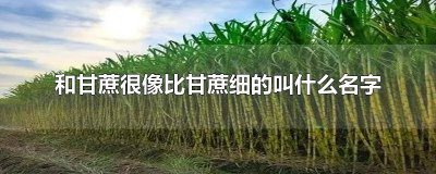 ​很细的像甘蔗 长得像甘蔗的