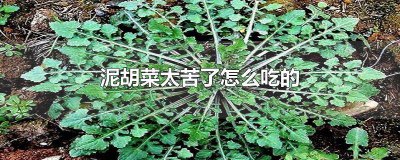 ​泥胡菜太苦了怎么吃的