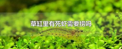 ​水晶虾死了用捞出来吗 水晶虾入缸一天就死