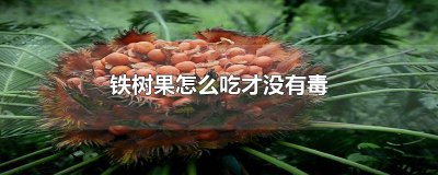 ​铁树果能食用吗? 铁树果果怎么吃最安全?