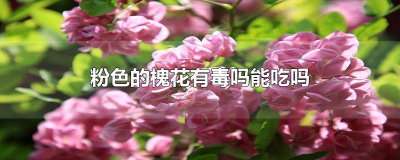 ​白色槐花能不能吃有没有毒? 粉红色的槐花有毒吗