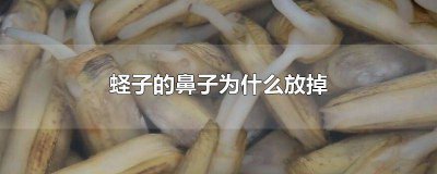 ​蛏子放掉鼻子 蛏子的鼻子为啥要扔掉