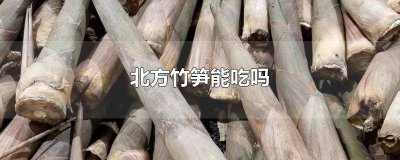 ​北方毛竹笋能吃吗 北方小竹子竹笋能吃吗