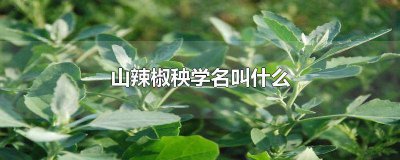 ​辣椒秧根价格 山辣椒秧种植一技术