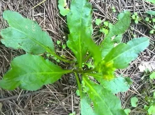 它是药食两用的野菜，名字听起来很陌生，和蒲公英长得很相似！