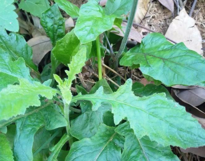 它是药食两用的野菜，名字听起来很陌生，和蒲公英长得很相似！