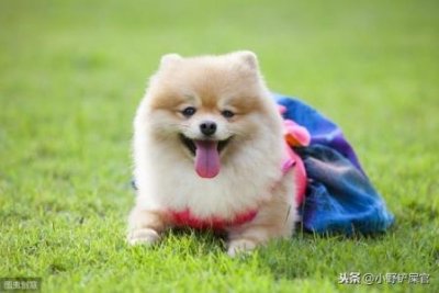 ​巴哥犬饲养完全手册？巴哥犬好养吗？巴哥犬的喂养注意事项