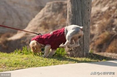 ​狗狗饮食黑名单：养犬人士必知的食物禁忌